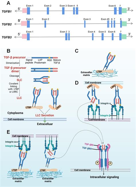 tgf beta gene|TGFB3 Gene .